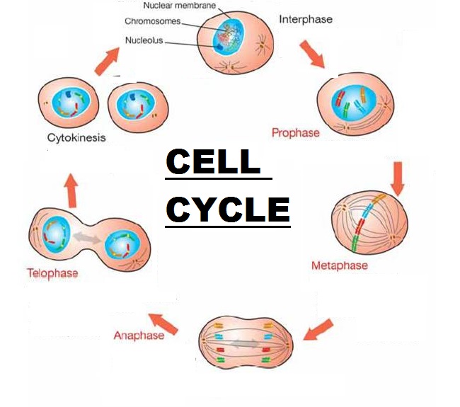 What happens during cell division?